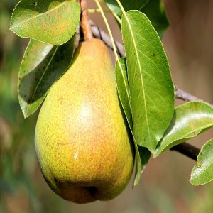 Hruška (Pyrus Communis) ´Hardyho Maslovka´ zimná 70-80cm - voľnokorenná